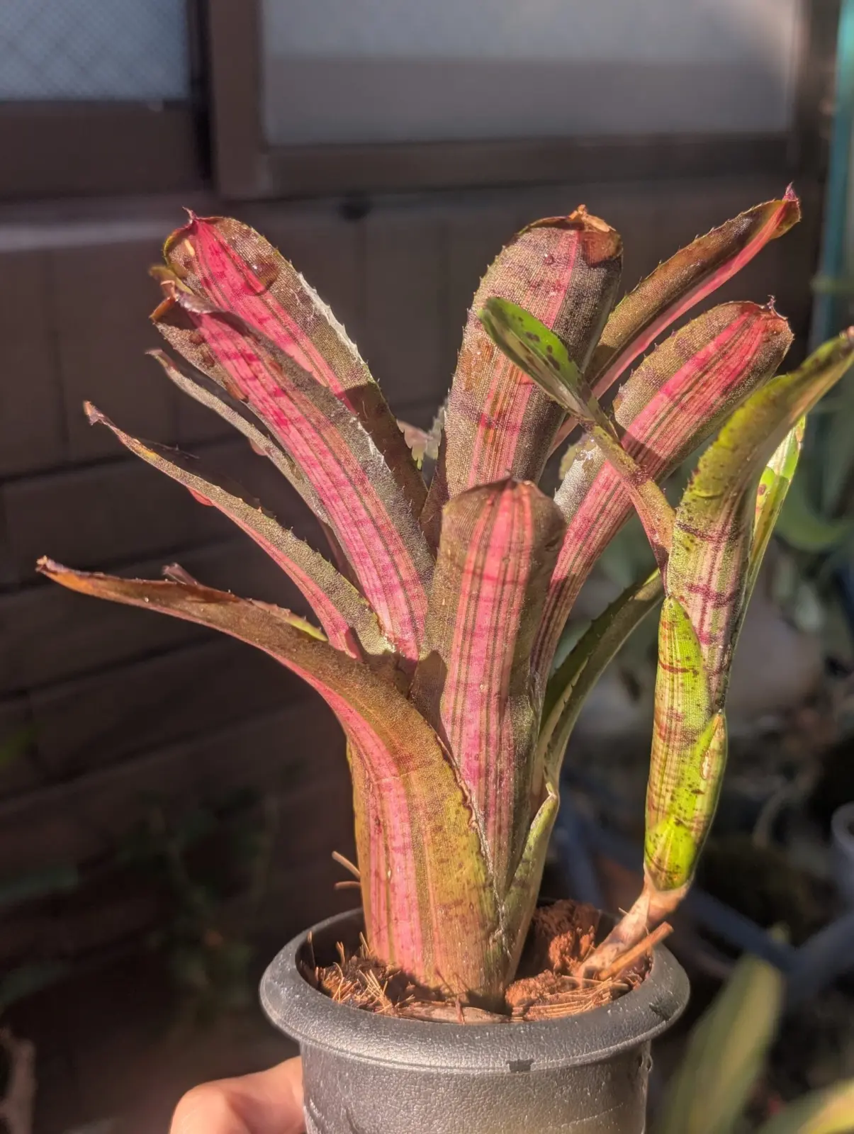 タンクブロメリア　札落ち