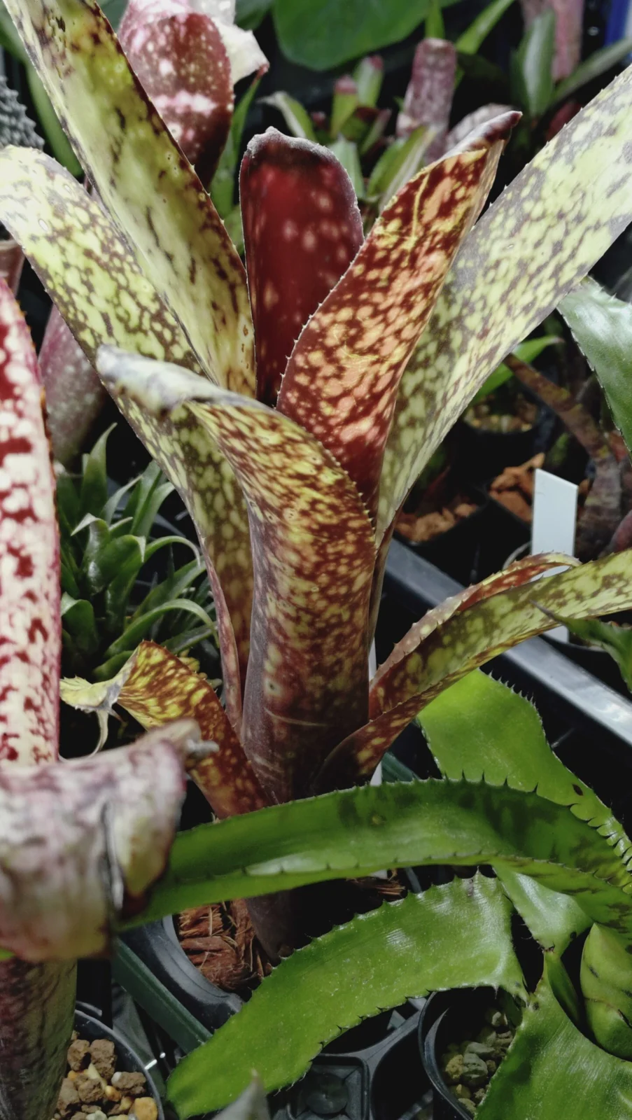 ビルベルギア コーランイエロームーン