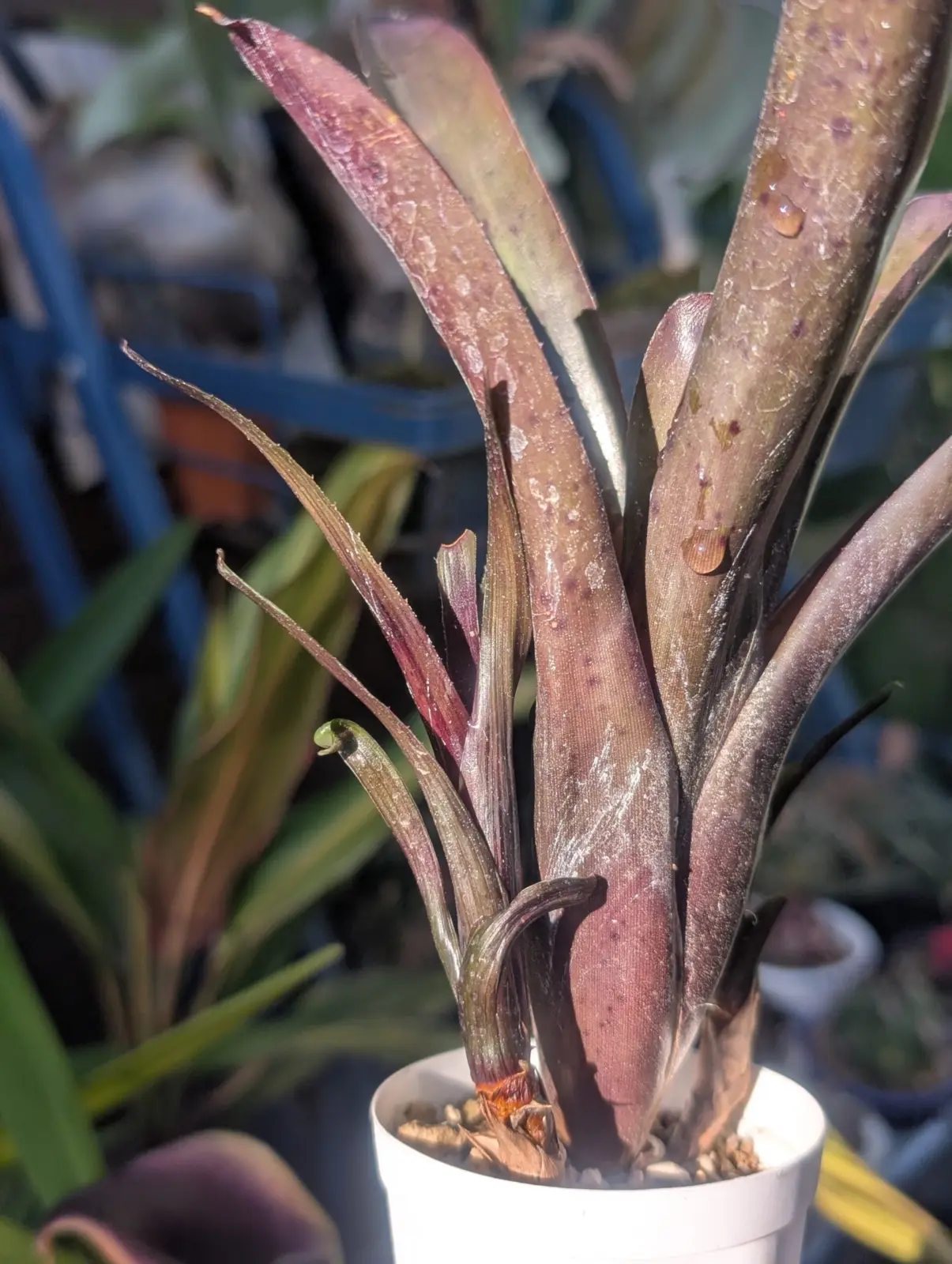 タンクブロメリア　札落ち