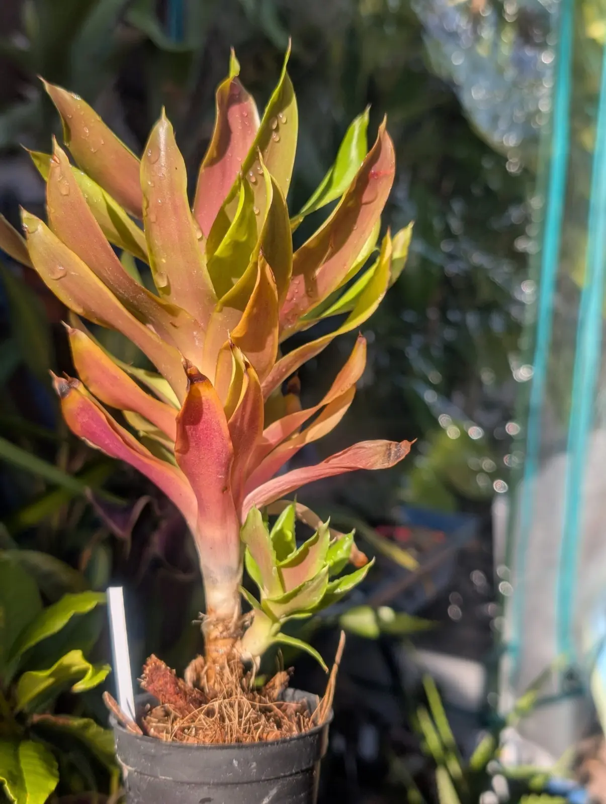 エクメア　ストーカー