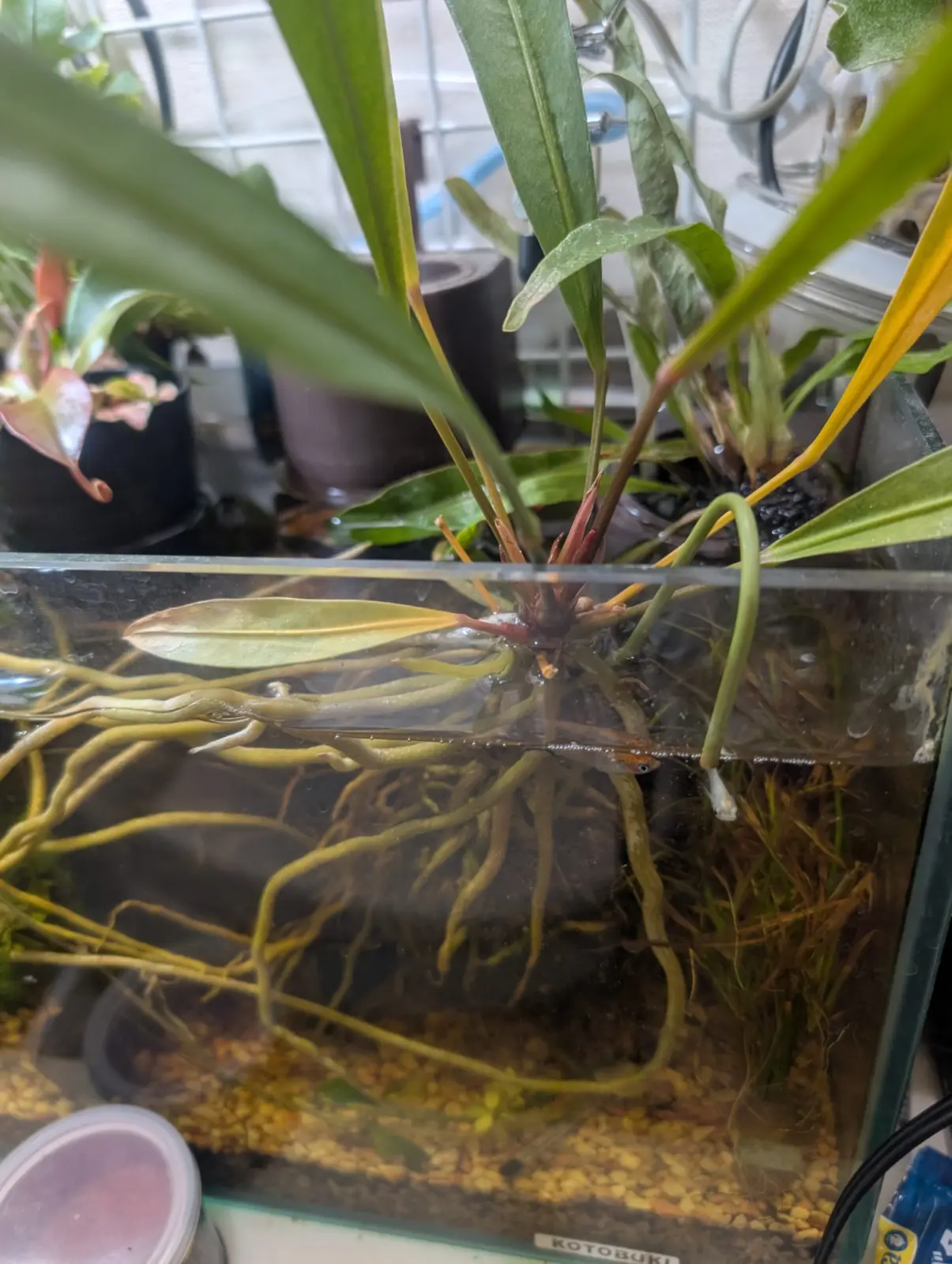 アンスリウム　グラシレ