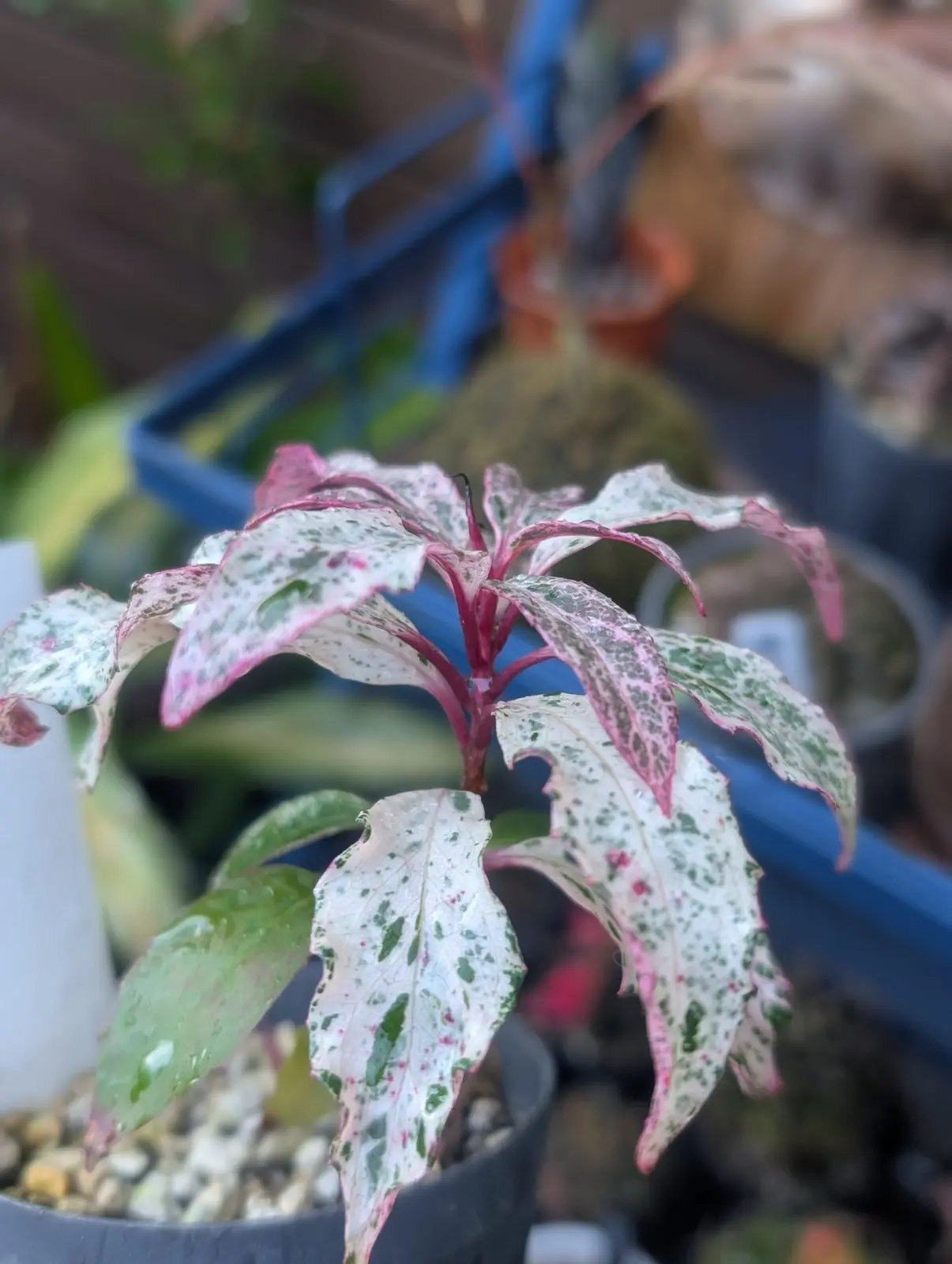 ビナンカズラ　斑入り