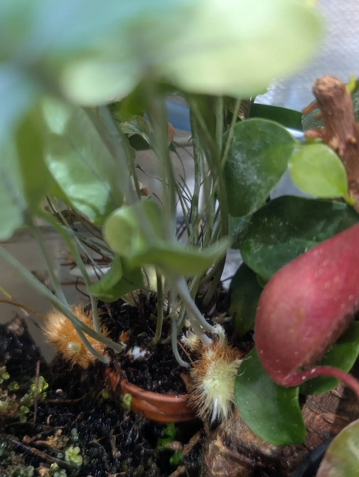 フレボディウム　ブルースター