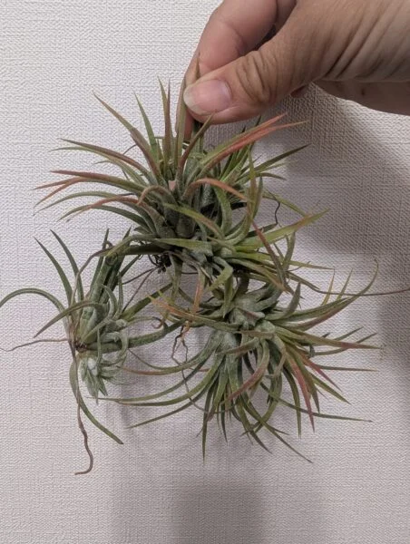 ティランジア　イオナンタ