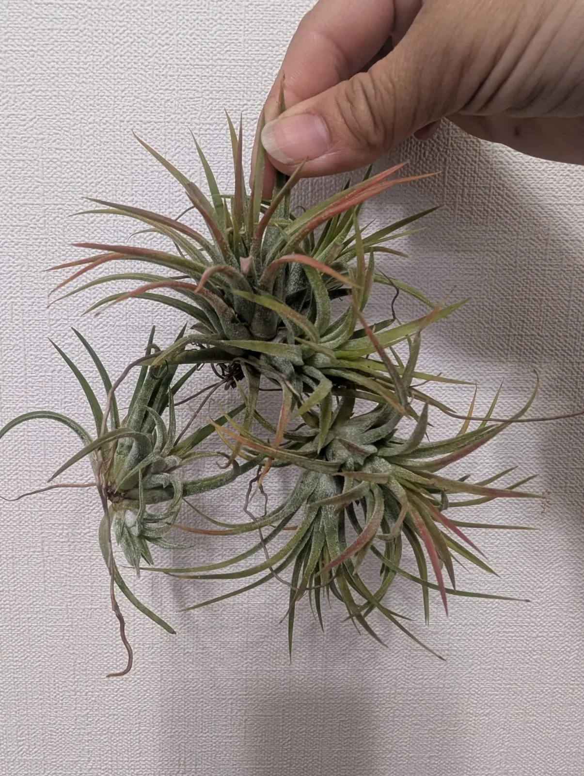 ティランジア イオナンタ