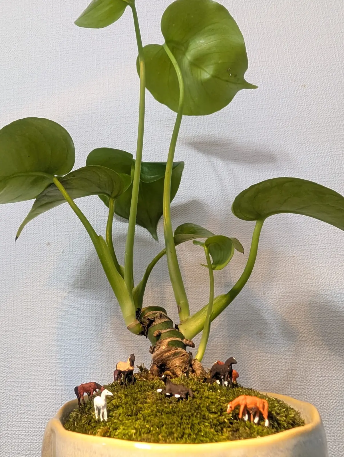 モンステラ　デリシオーサ