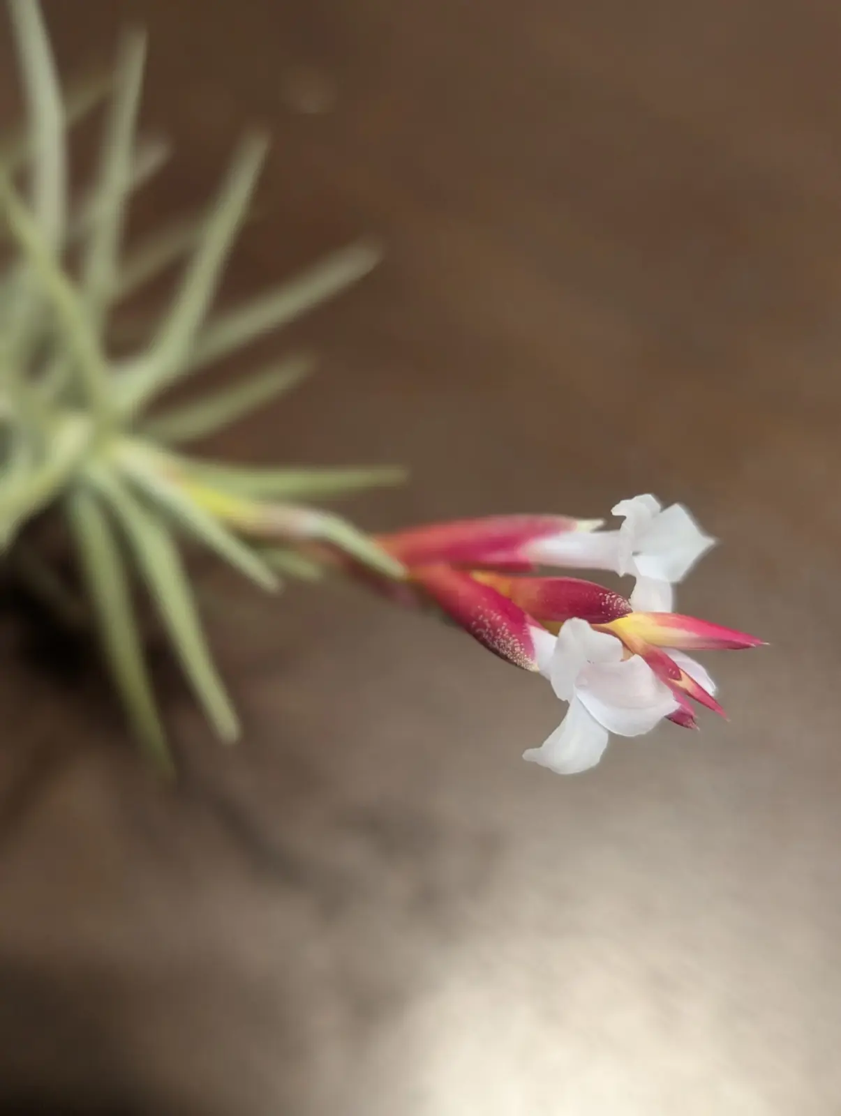 ティランジア　開花