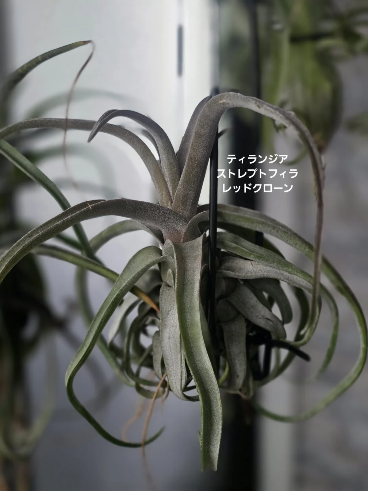 ティランジア ストレプトフィラ レッドクローン