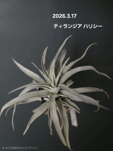 ティランジア ハリシー