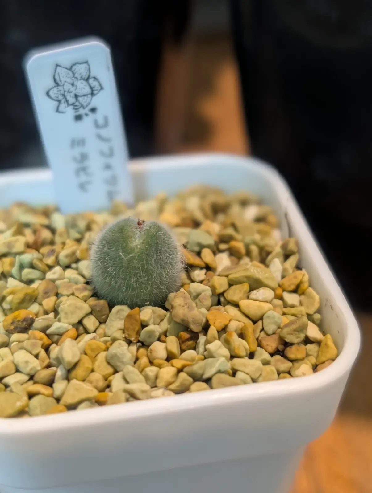 コノフィツム ミラビレ