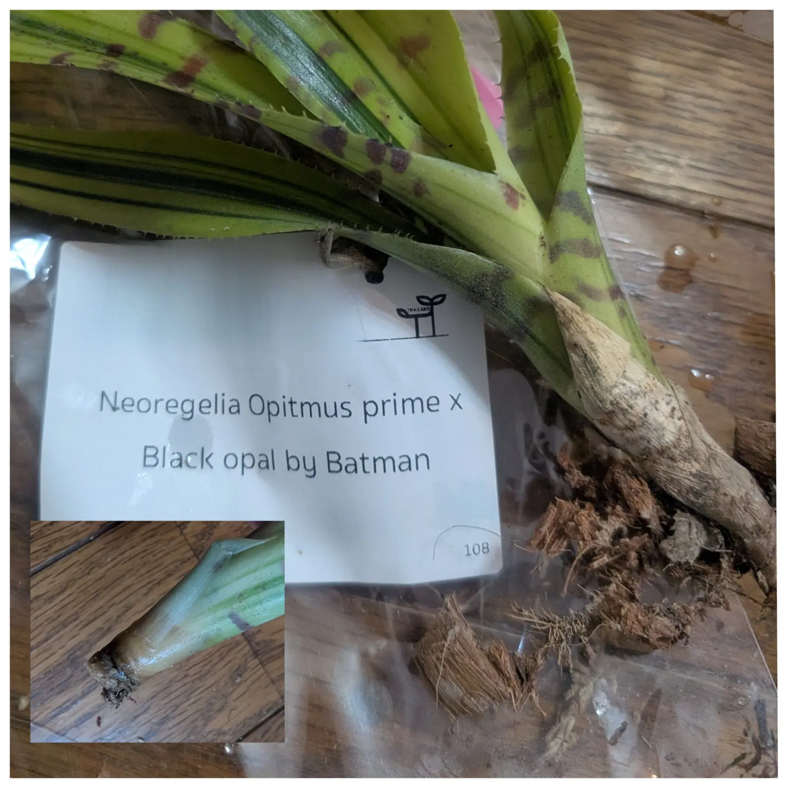 ネオレゲリア　オプティマスプライム✕ブラックオパール