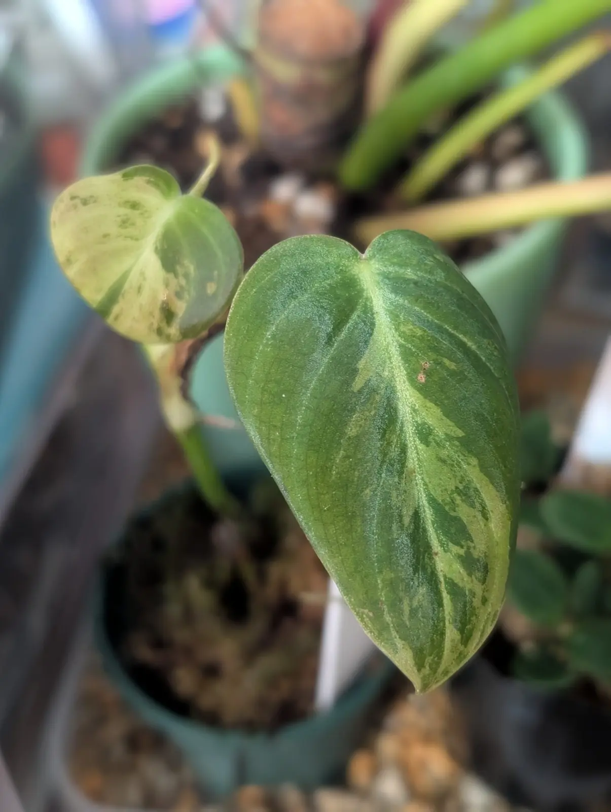 フィロデンドロン　メラノクリサム　バリエガータ