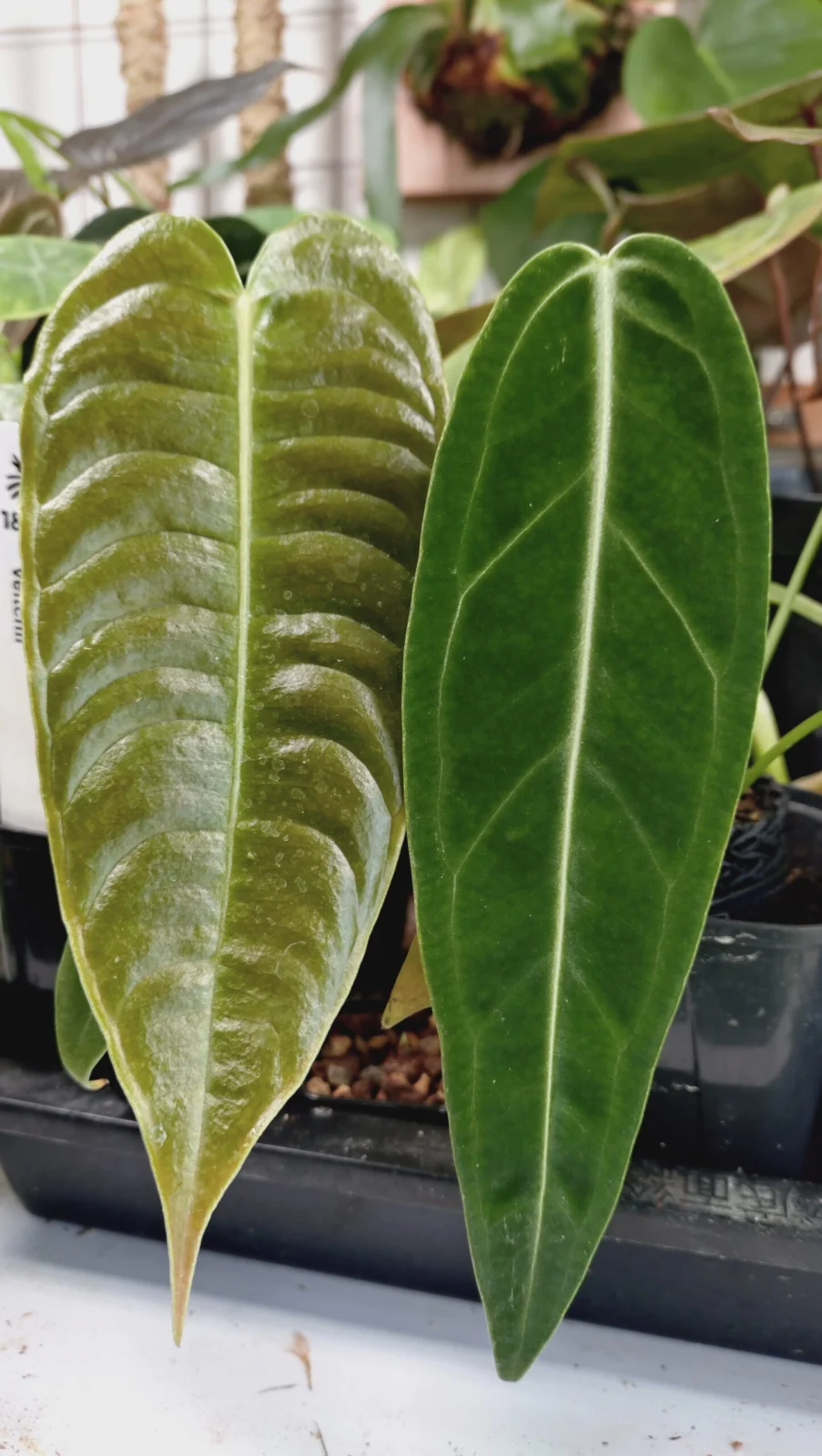 アンスリウム　ベイチー　ワロクアナム