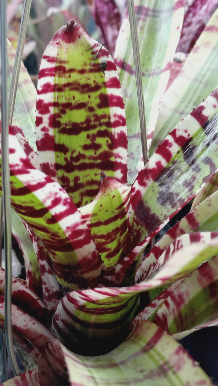 ネオレゲリア　ワイルドラビット