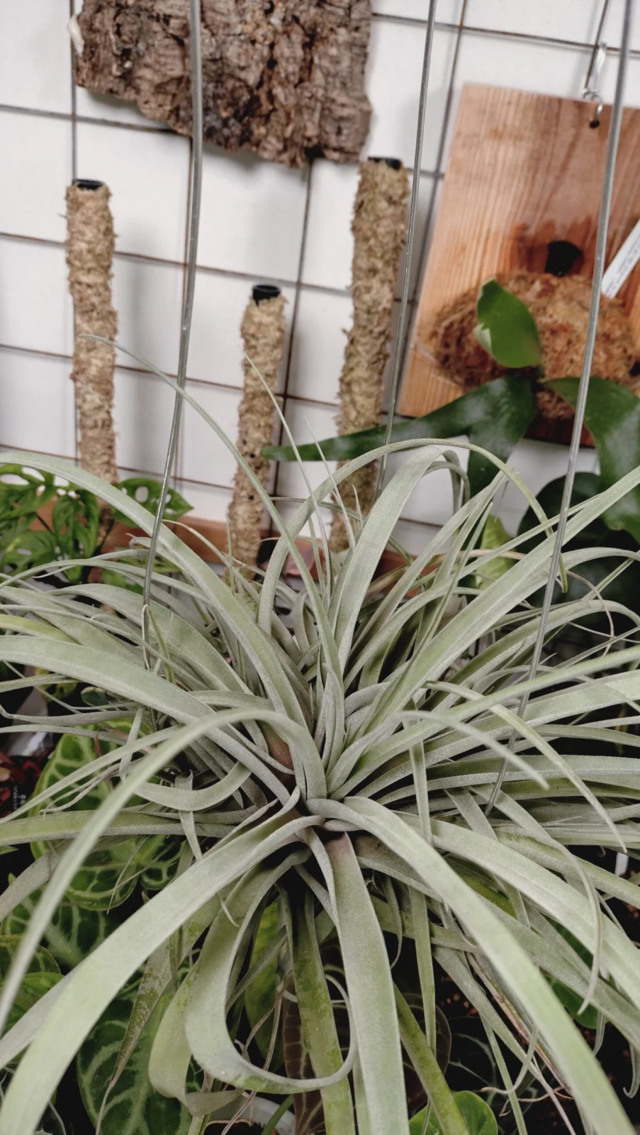 ティランジア　品種不明