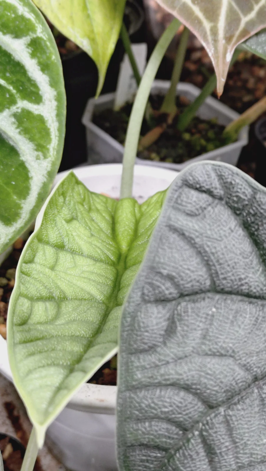 アロカシア　メロ