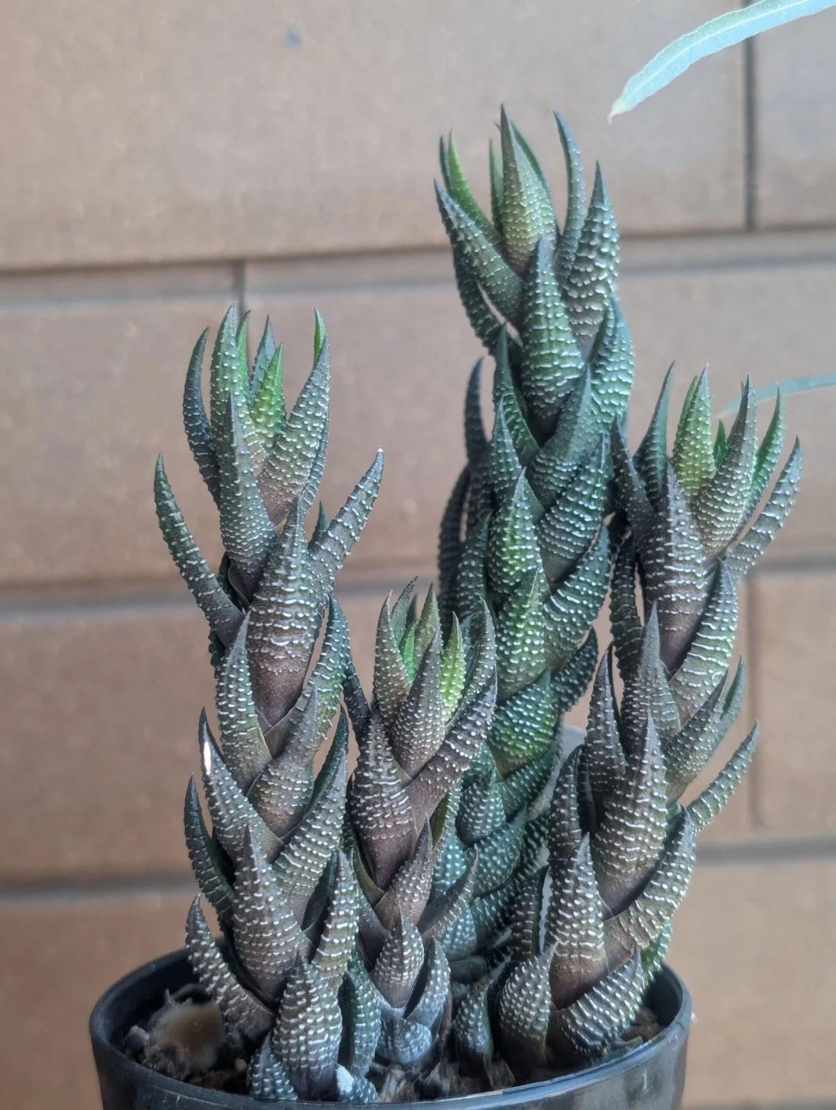 ハオルチア　黒蜥蜴　くろとかげ