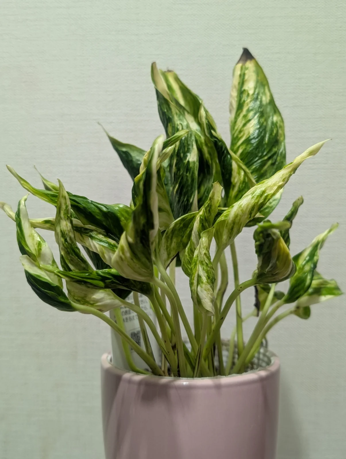 ポトス　テルノトラサン