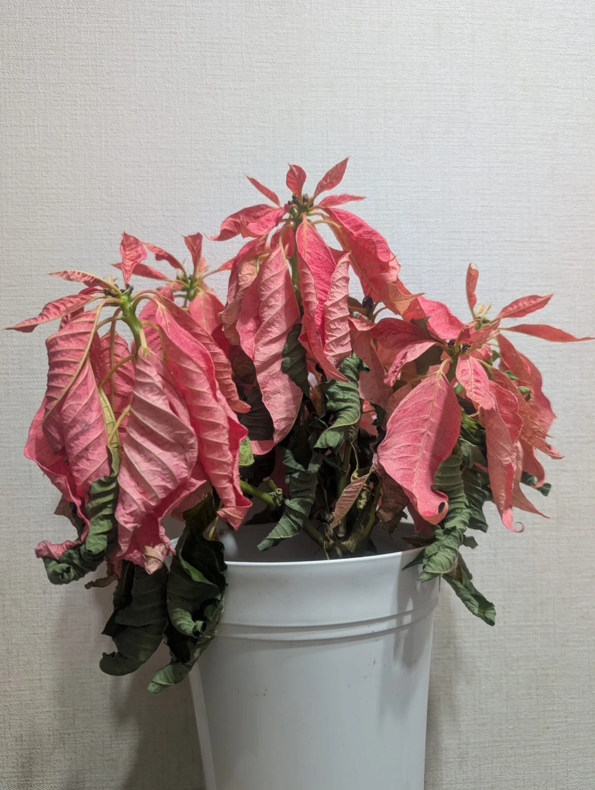 ポインセチア　水切れ