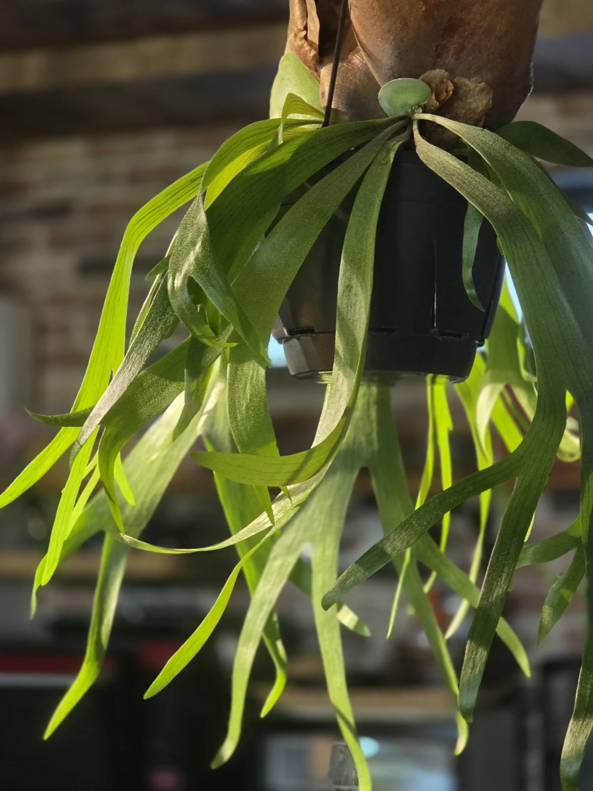 ビカクシダ 品種不明 – Plants Navi