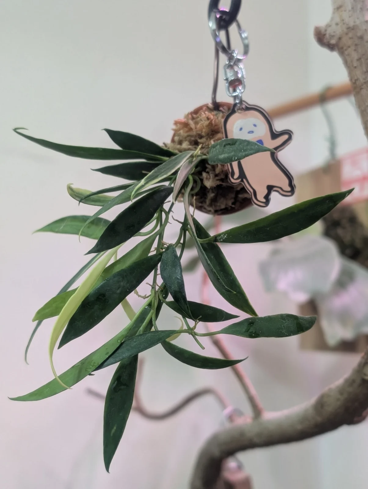 ホヤ ツァンギ アルボ