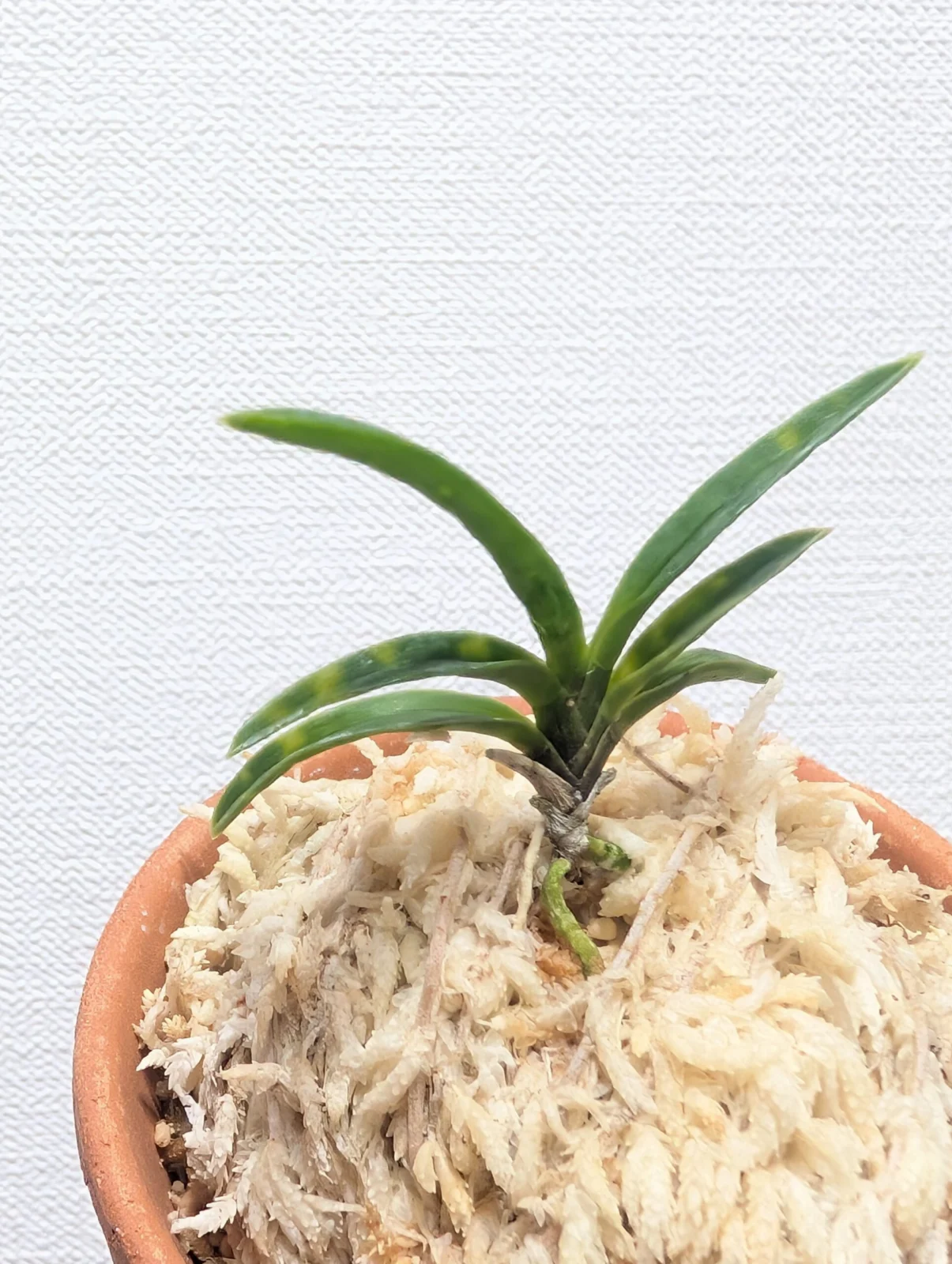 フウラン　富貴蘭　金光星　きんこうせい