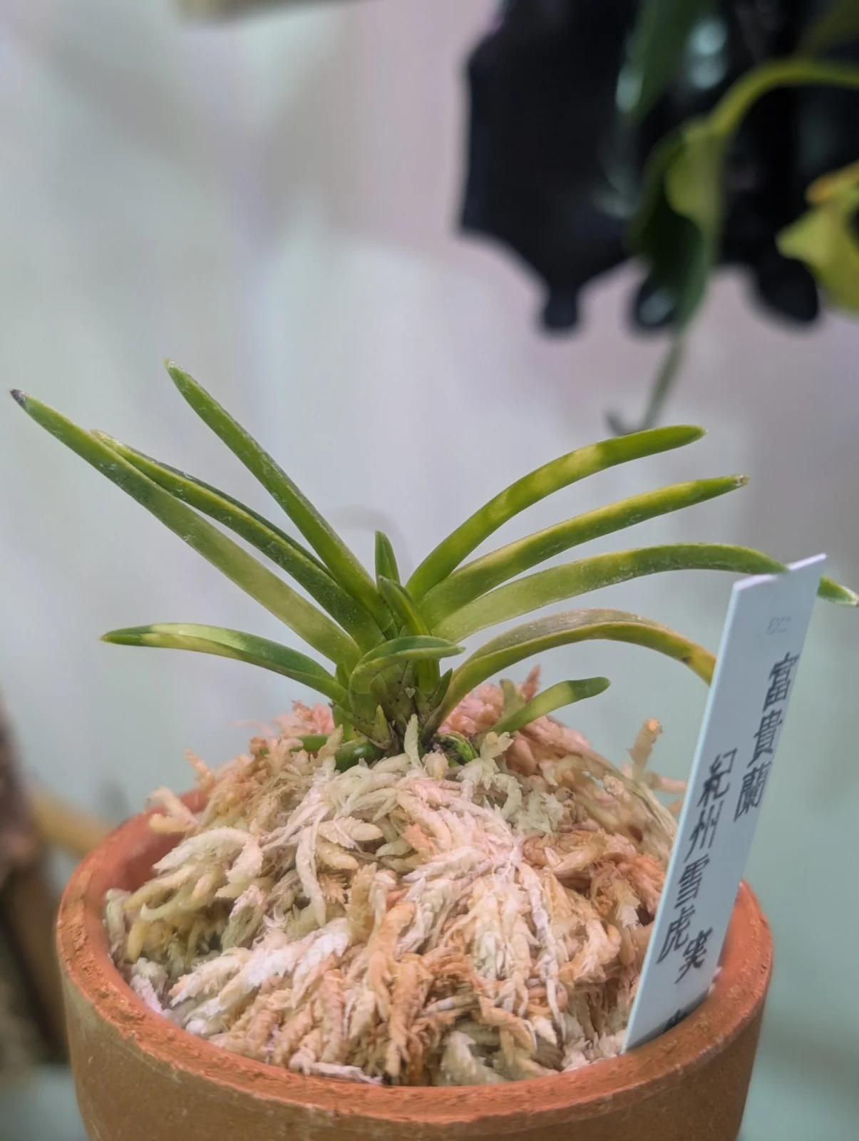 フウラン 富貴蘭 紀州雪虎 きしゅうせっこ 実生