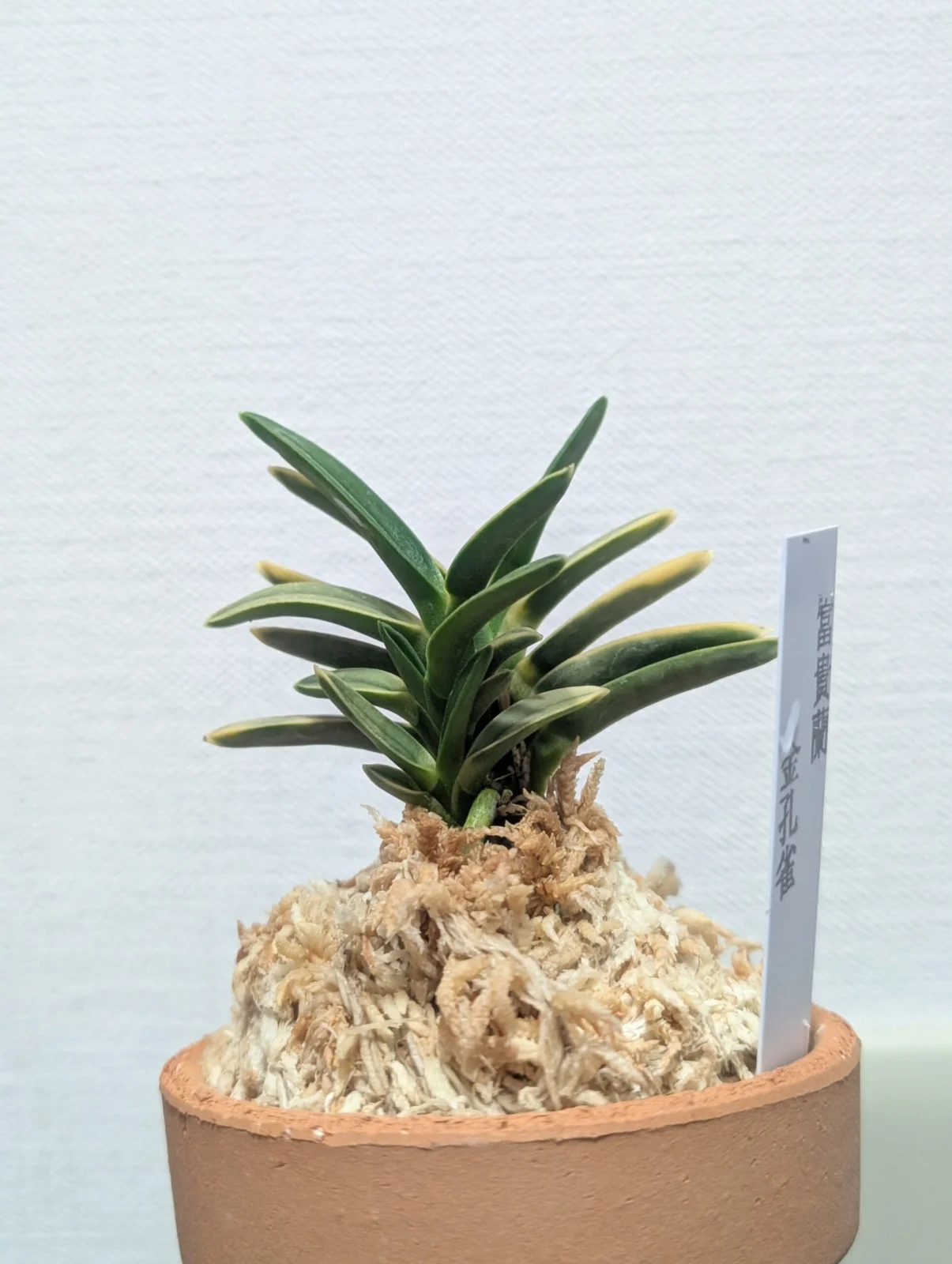 フウラン　富貴蘭　金孔雀　きんくじゃく