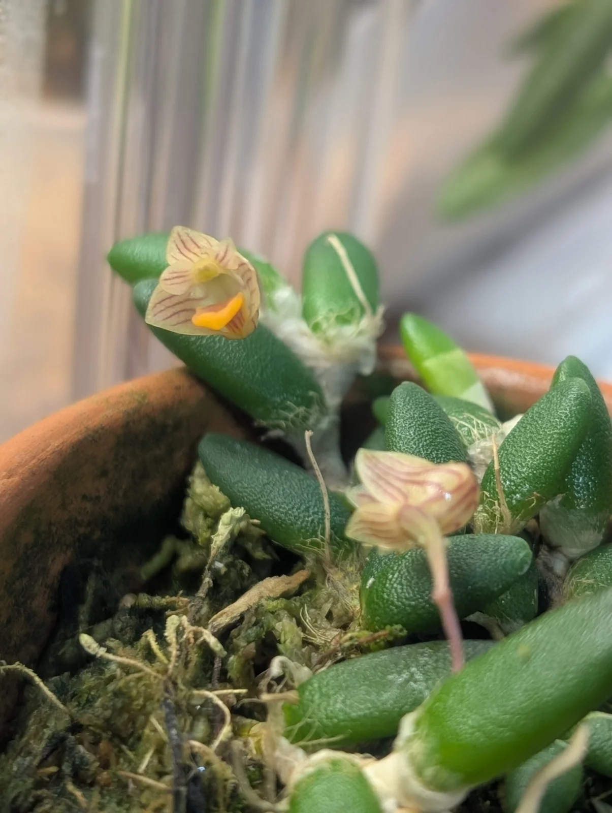 デンドロビウム　リチェナストラム