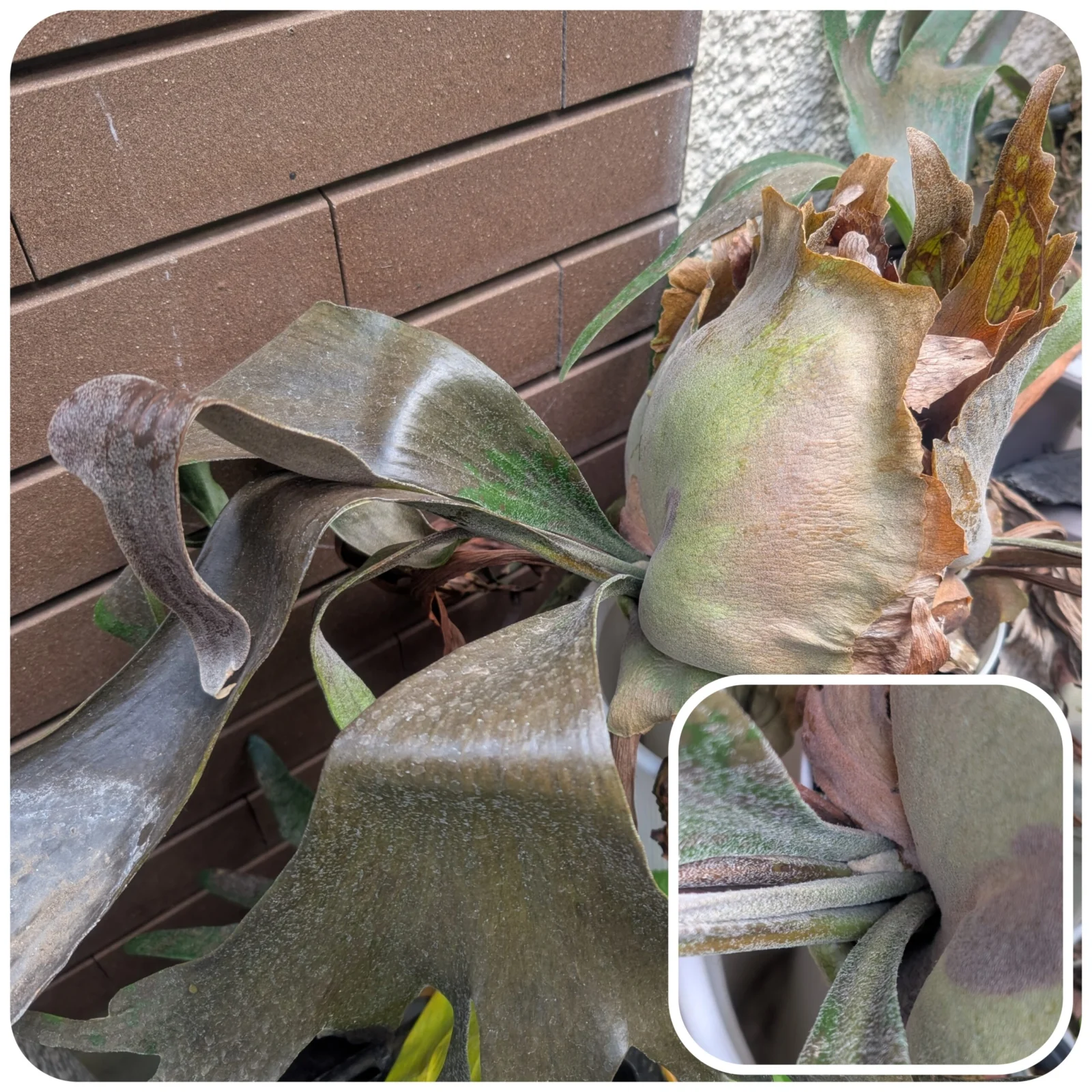 ビカクシダ　アルシコルネ