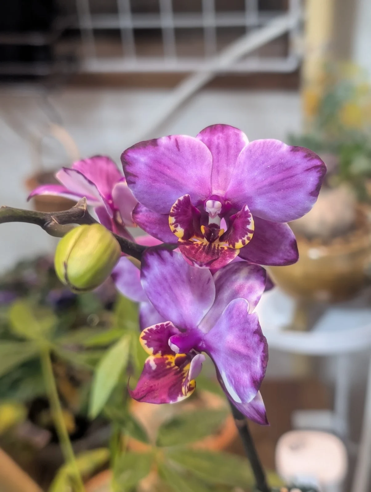 ファレノプシス　胡蝶蘭　シボリ　カララ