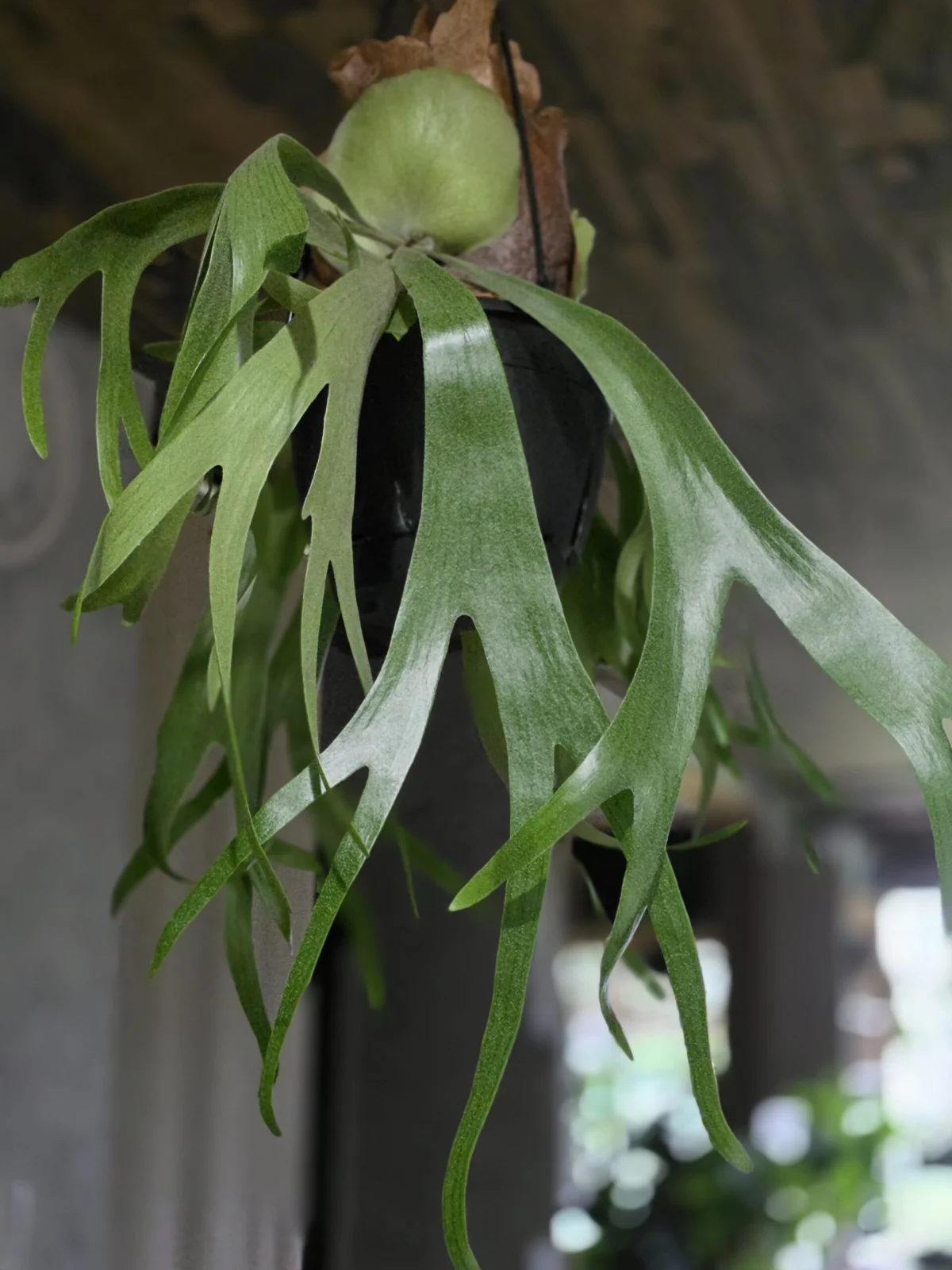 ビカクシダ 品種不明 – Plants Navi