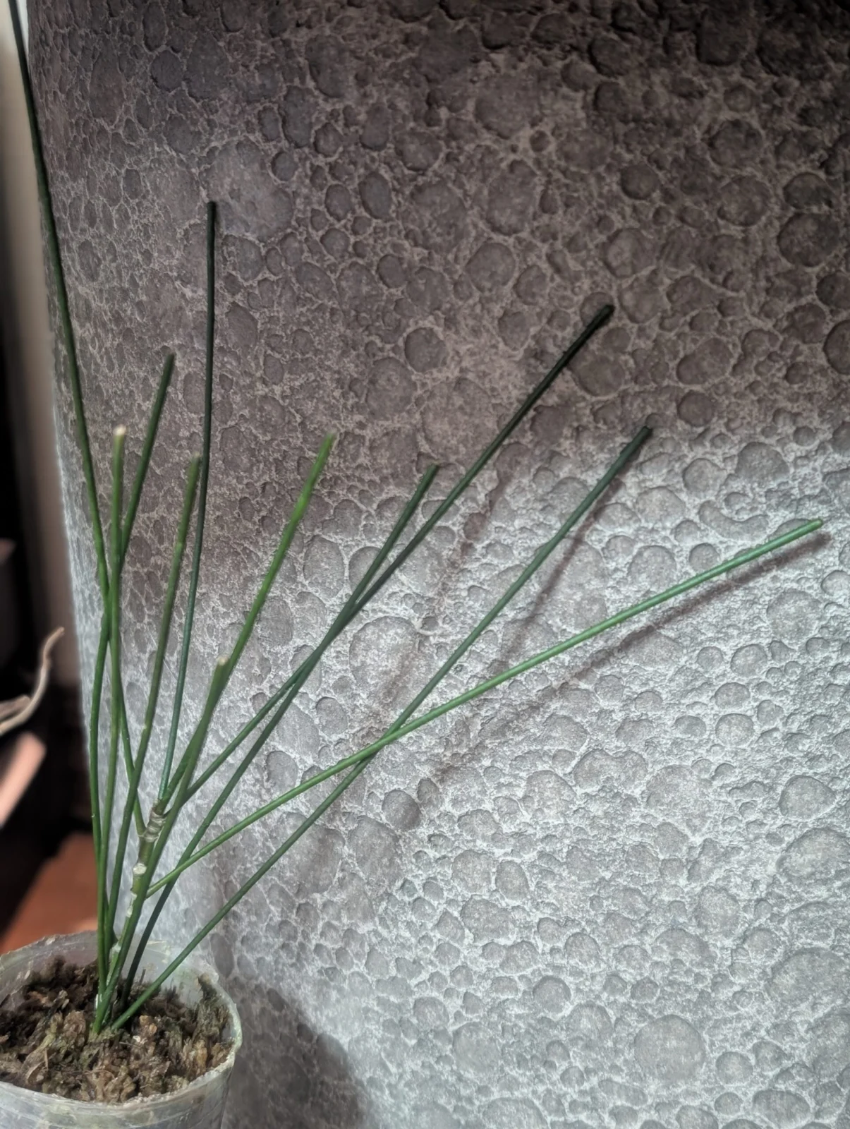 ホヤ　スパルティオイデス