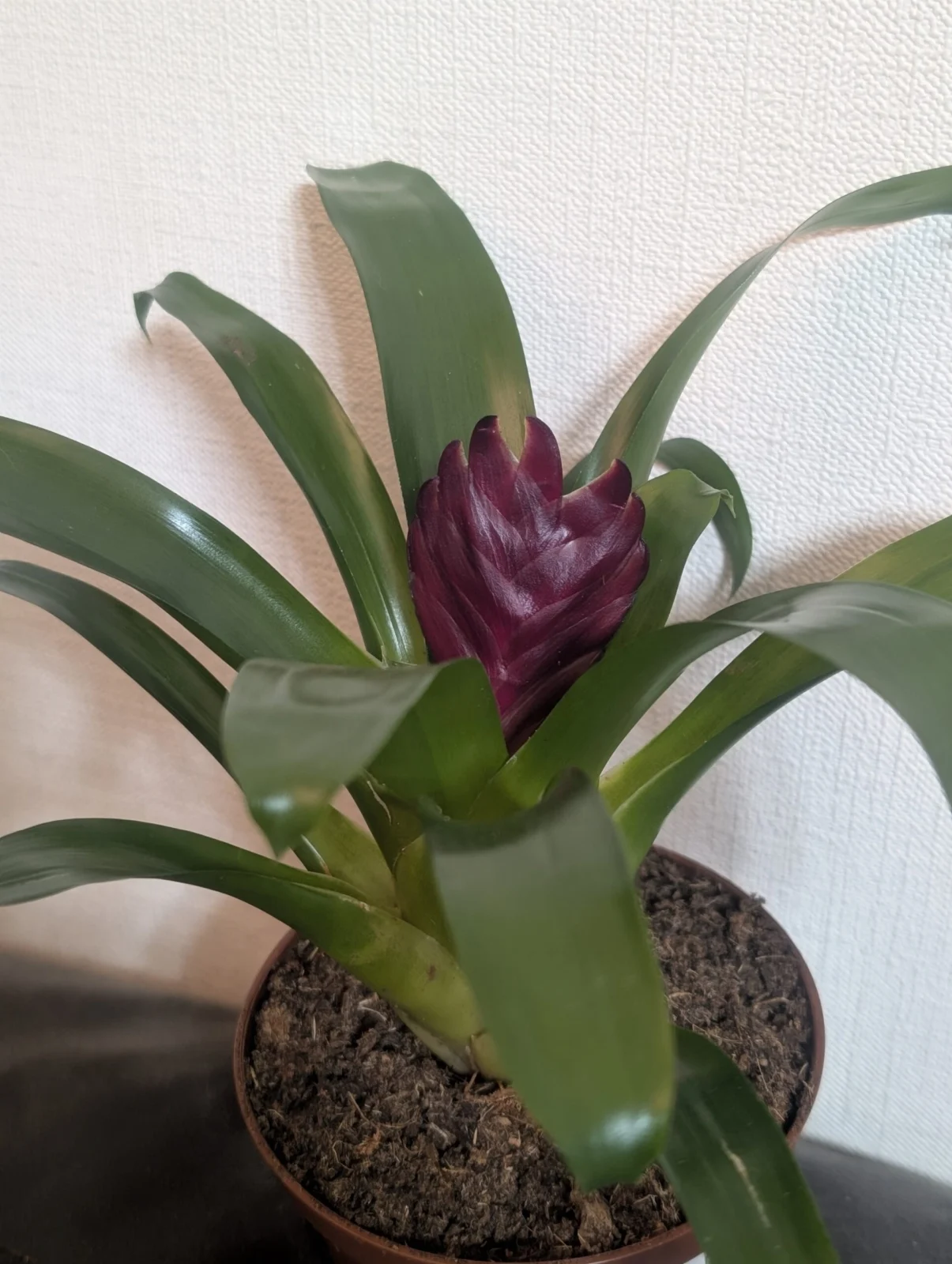 フリーセア　キャシー