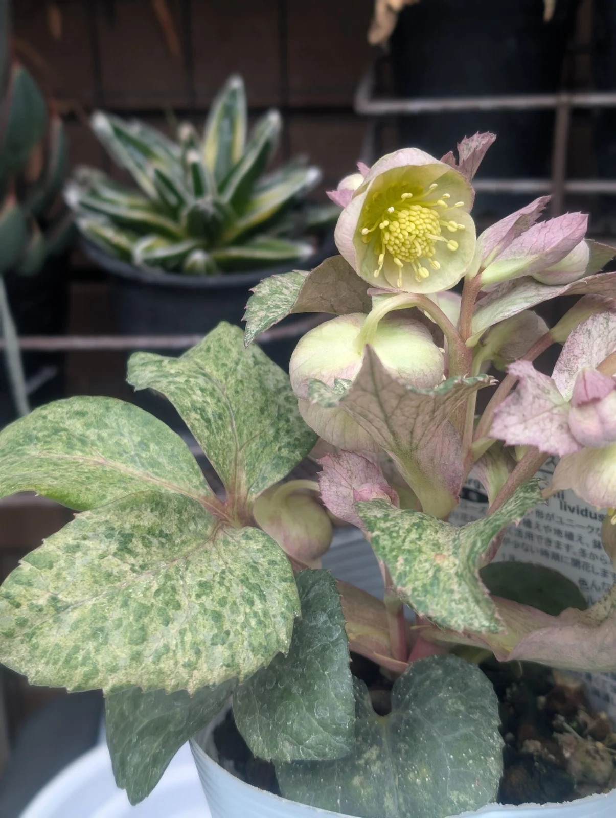 クリスマスローズ