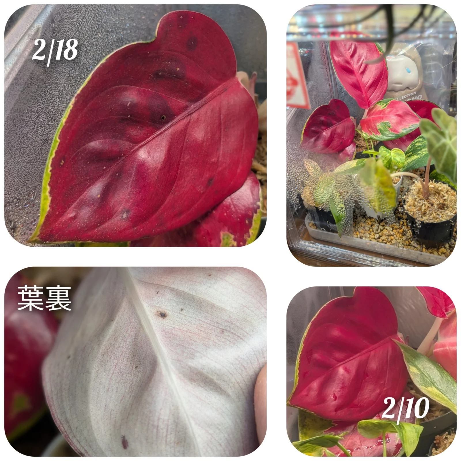 アグラオネマ　スクソムジャイポン