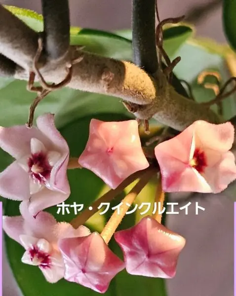 ホヤ クインクルエイト
