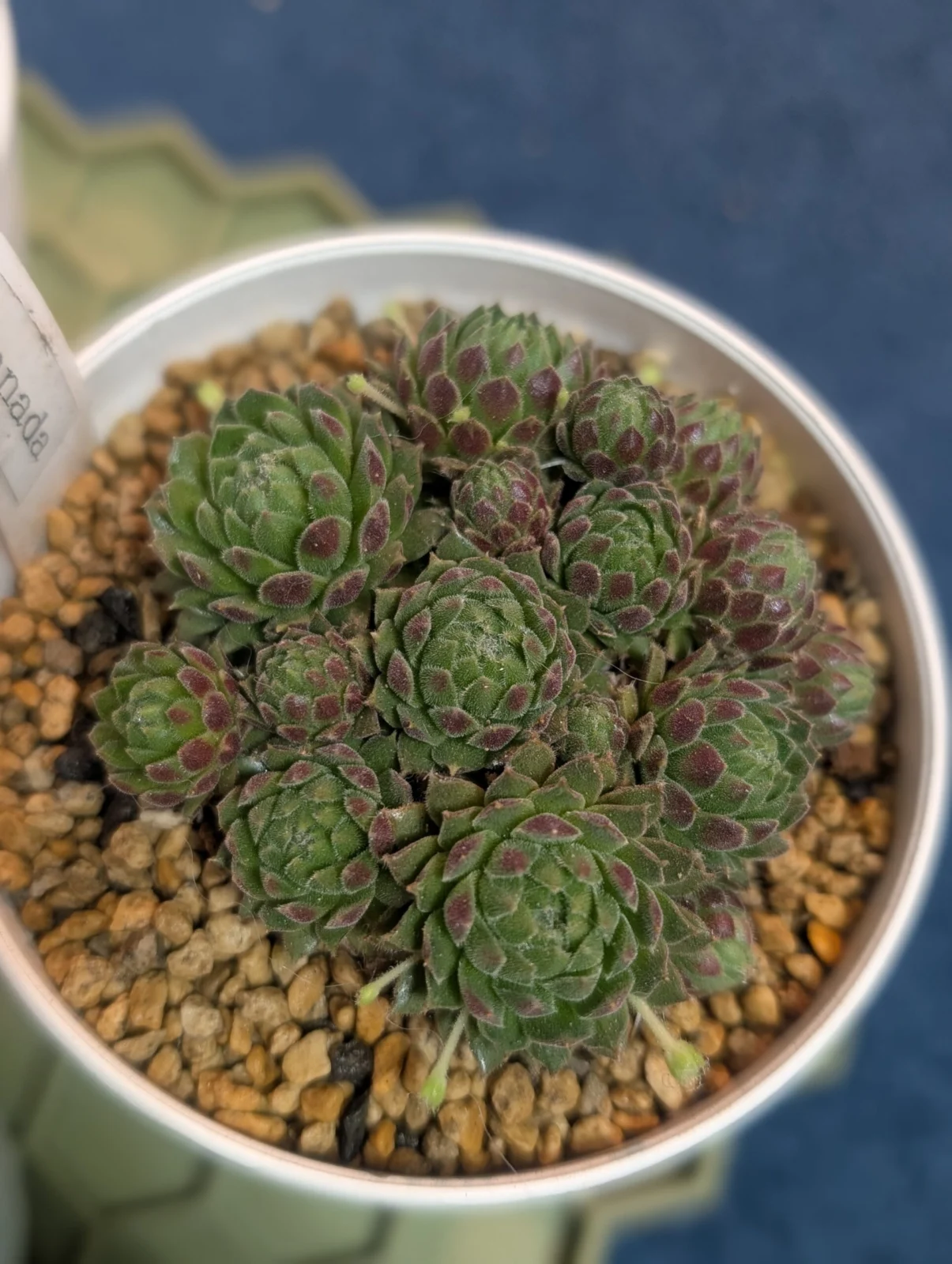 センペルビウム　グラナダ