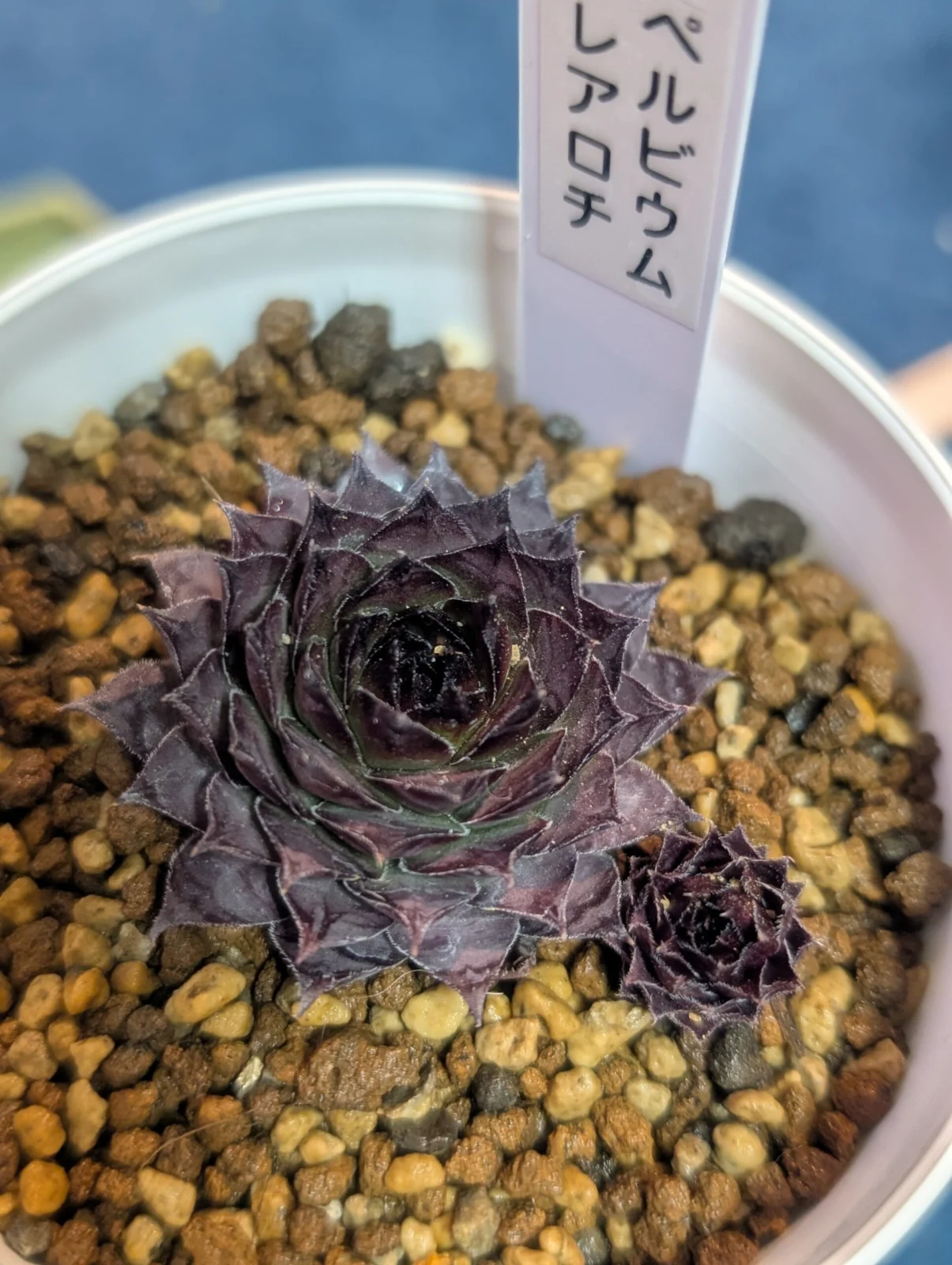 センペルビウム　アレアロチ