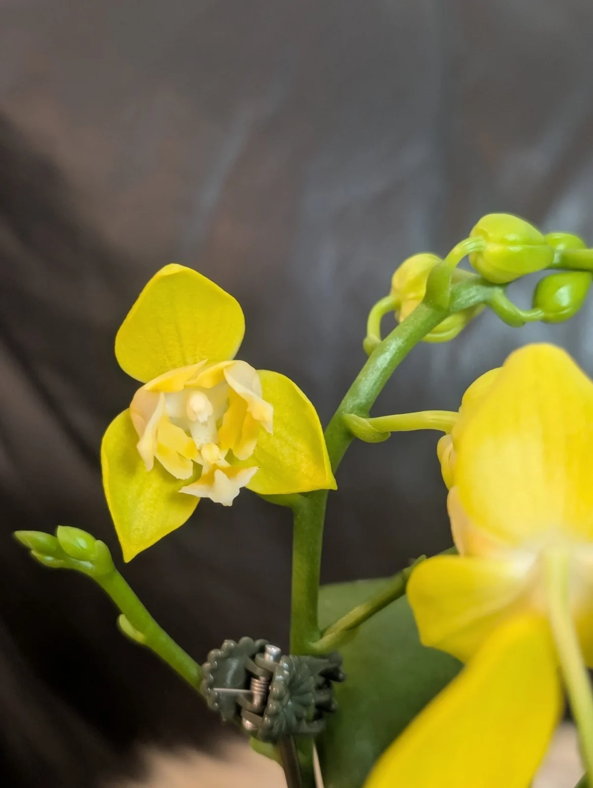 ファレノプシス　カララ　ゴールデンドリーム