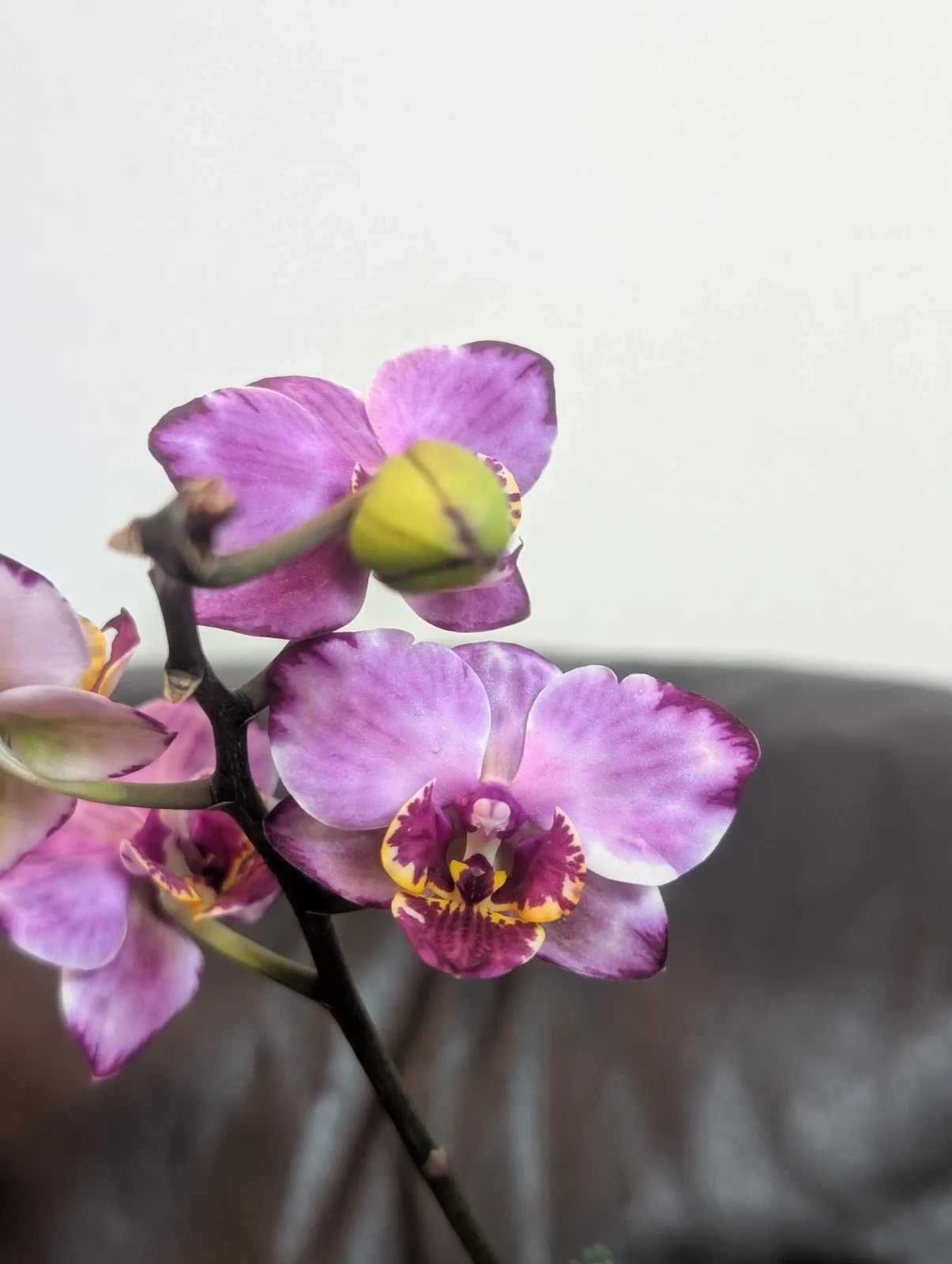 ファレノプシス　カララ　シボリ