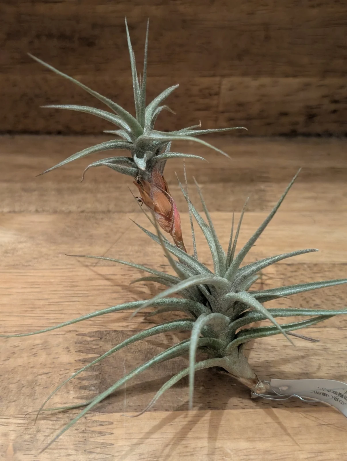 ティランジア　ムロルム