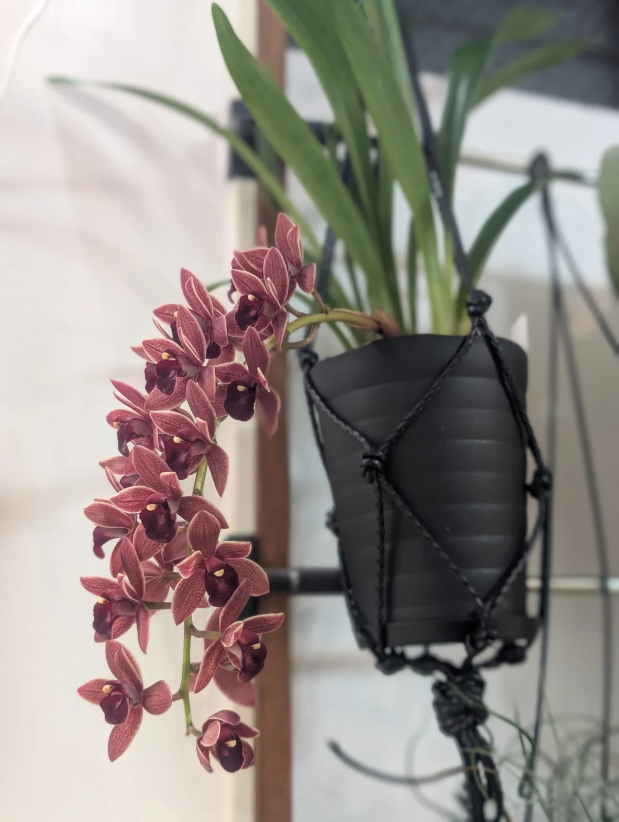 シンビジウム　フォアゴットンフルーツ