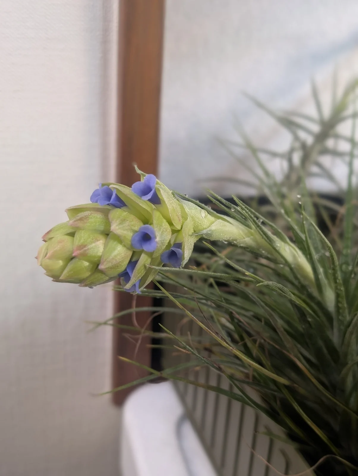 ティランジア ストリクタ