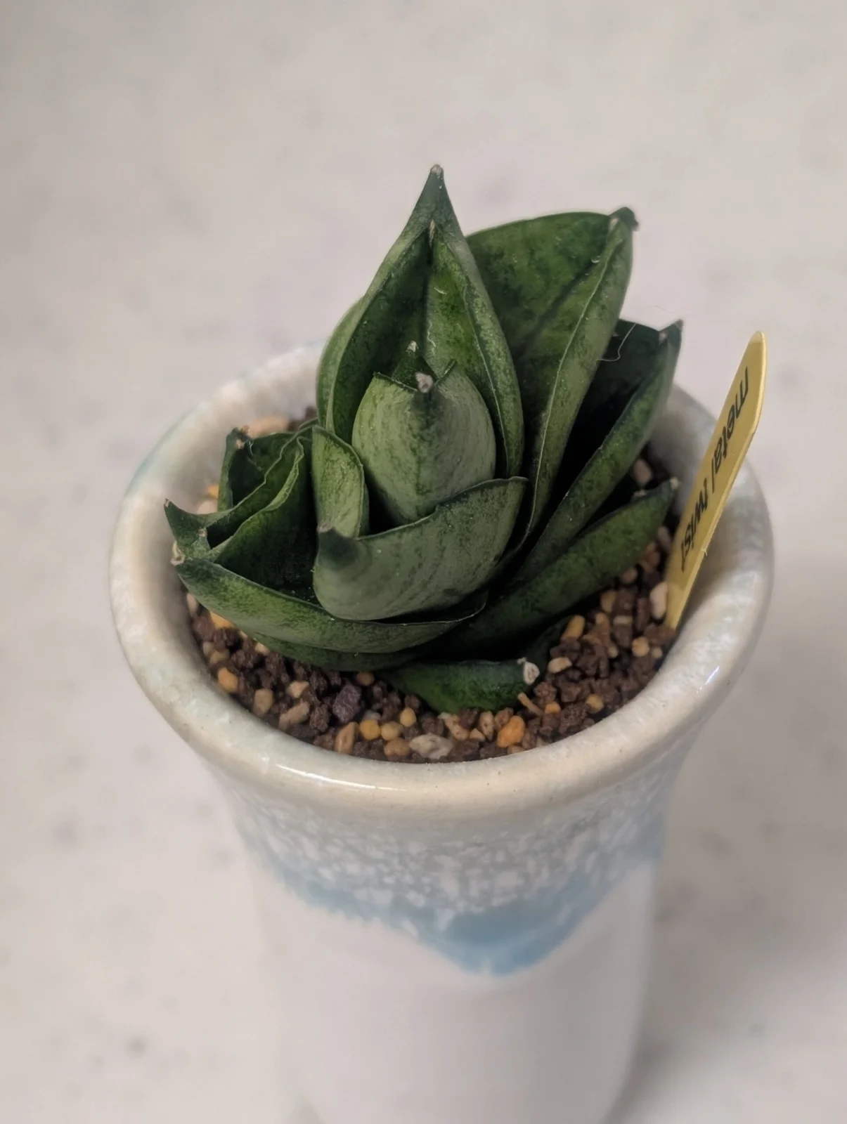 サンスベリア メタルツイスト