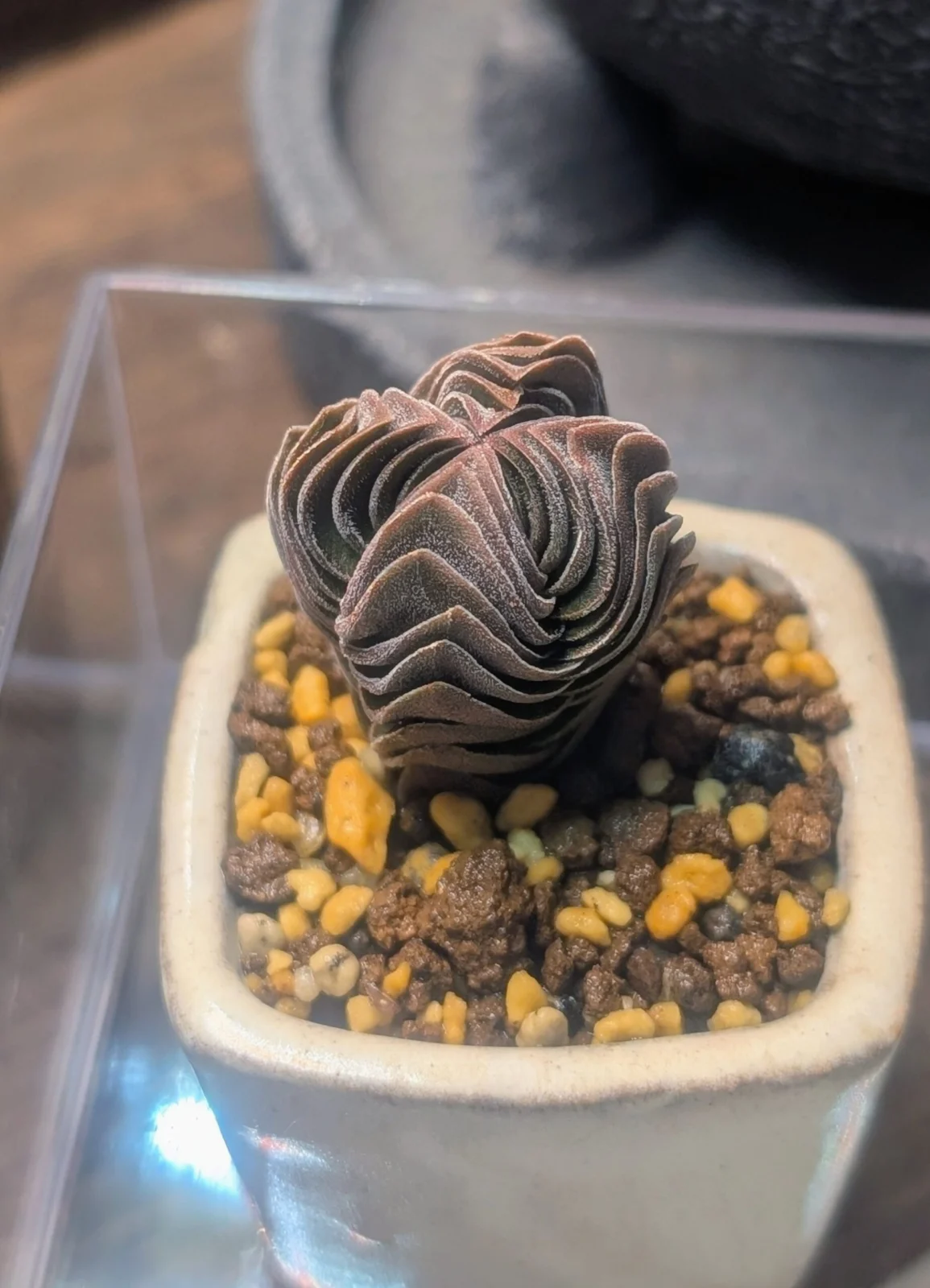 クラッスラ キムナッキー ブッダテンプル