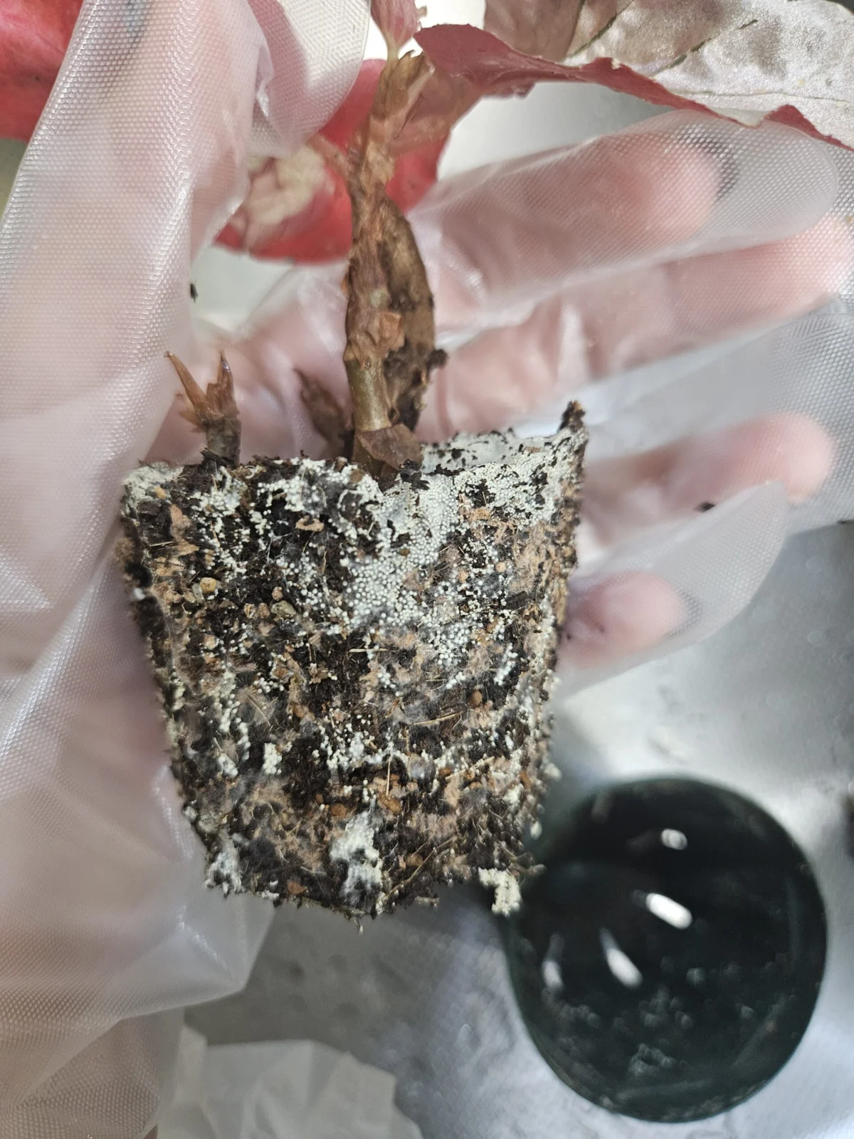 ベゴニア　ルッキンググラス　菌糸量産