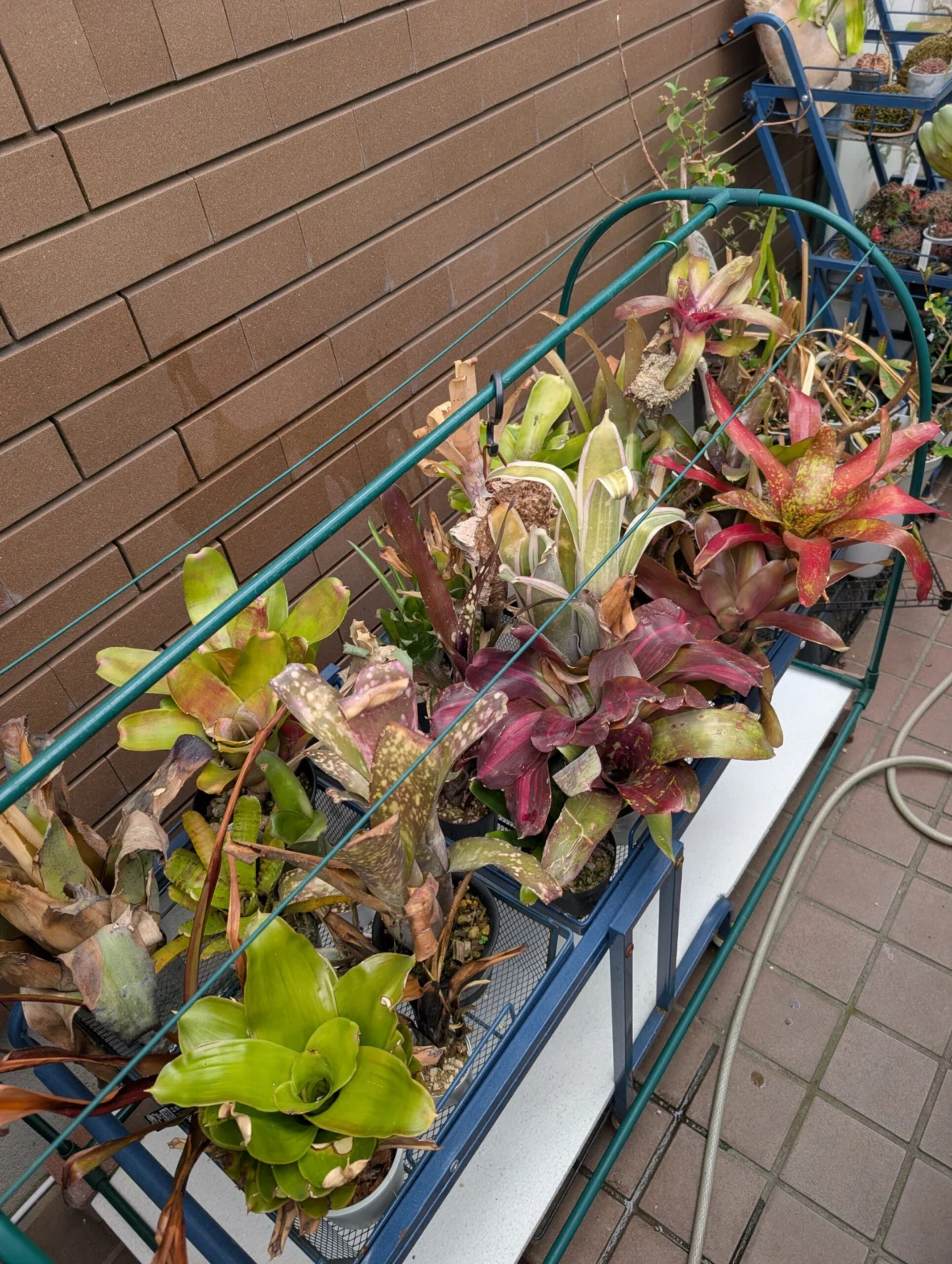 ネオレゲリア　ビルベルギア　冬越し