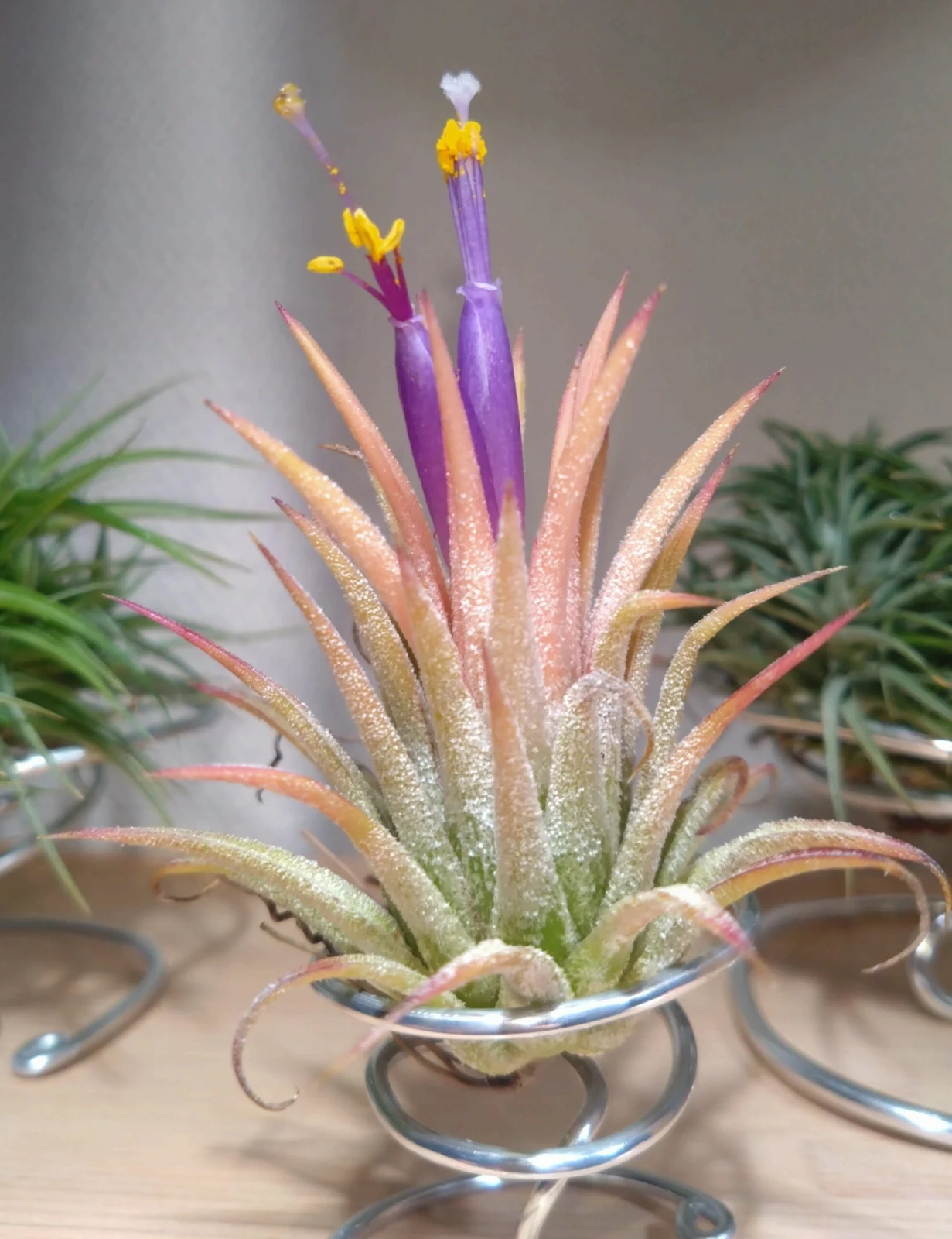 ティランジア　イオナンタ　ソル