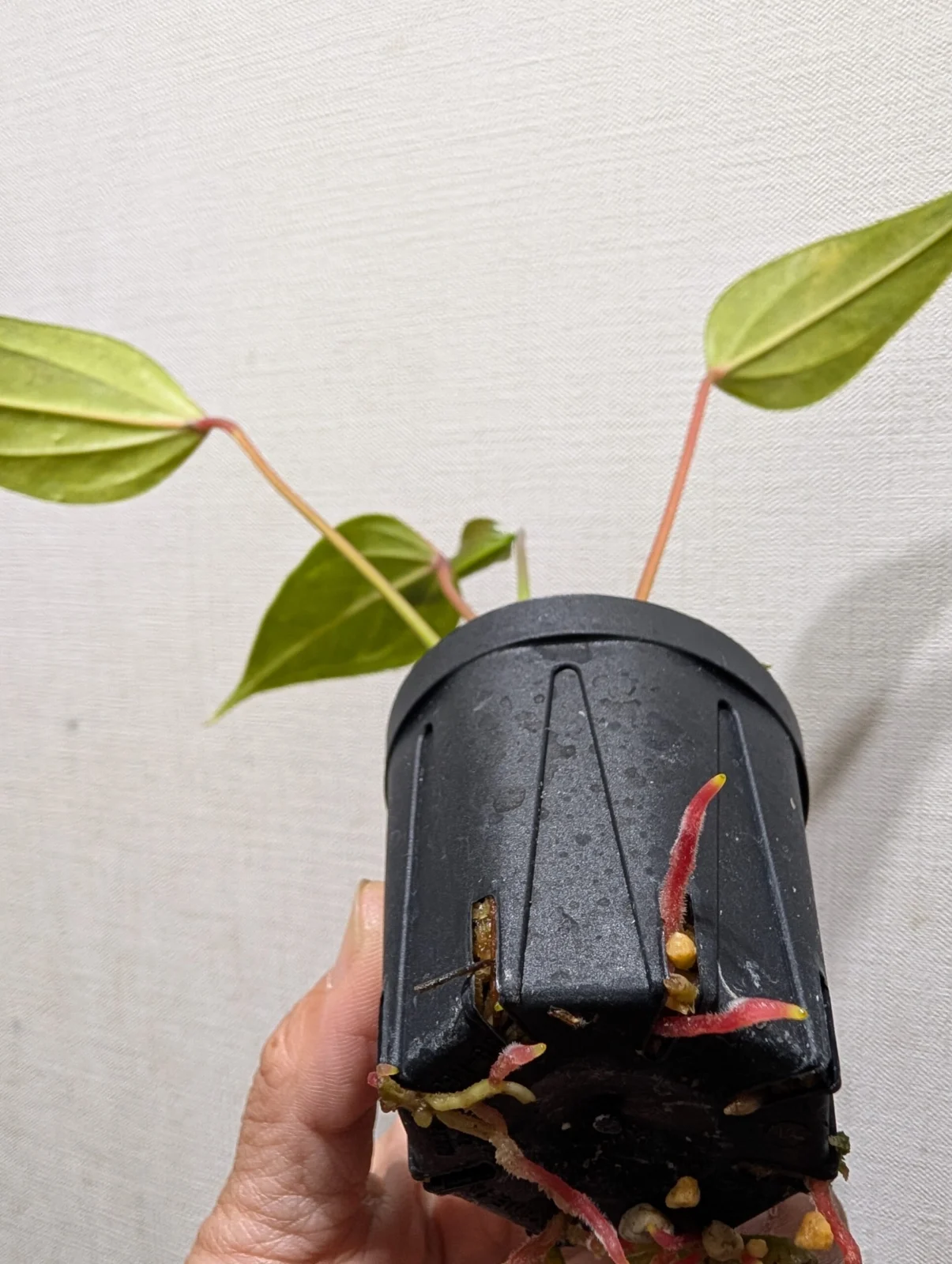 アンスリウム　フィオリノ　根っこ